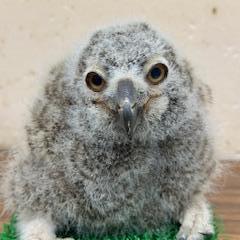 マゼランワシミミズクイメージ